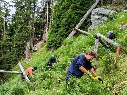 Bregaglia_2025KW26_Bergwaldprojekt_071
