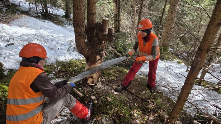 Trin_2026KW03-04_Trin_Bergwaldprojekt_081